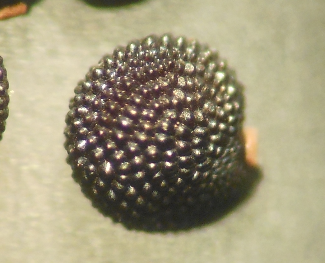 Montia arvensis (=M. fontana subsp. chondrosperma)/ Montia minore